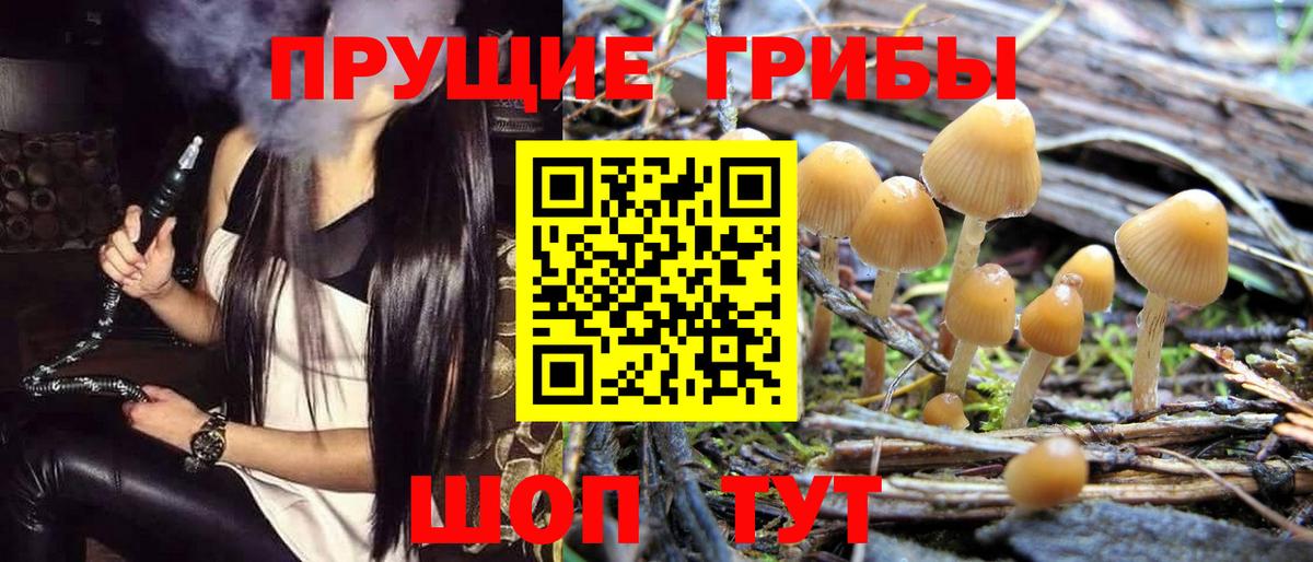 Псилоцибиновые грибы Psilocybine cubensis Краснокаменск